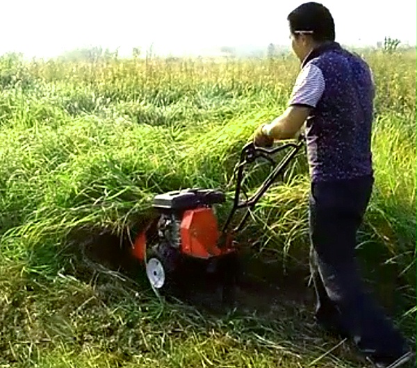 草坪剪野草